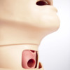 Trenażer powikłań w drogach oddechowych - Deluxe Difficult Airway Trainer